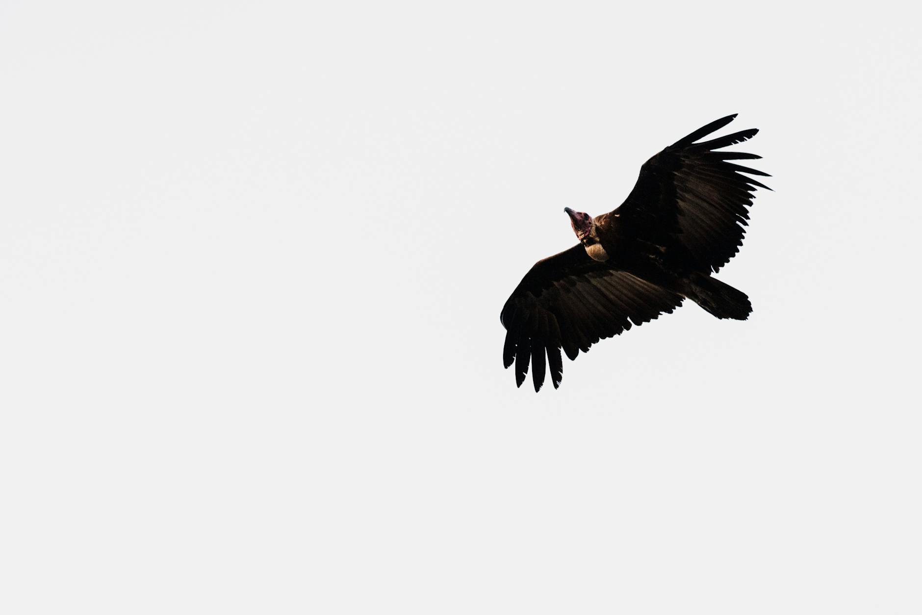 Andean condor soaring with outstretched wings against a clear blue sky