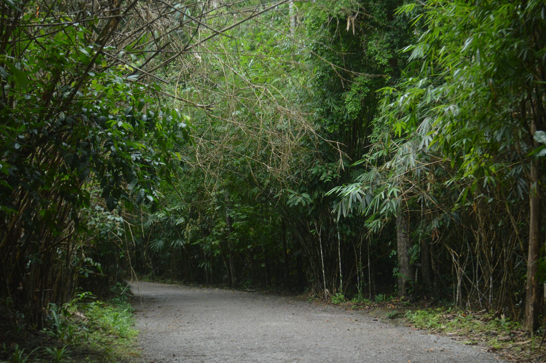 Narrow path through dense tropical forest undergrowth in East Africa