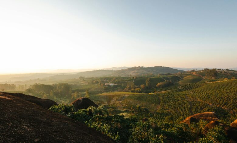 Rolling green coffee plantation hillsides in Colombia's Eje Cafetero region