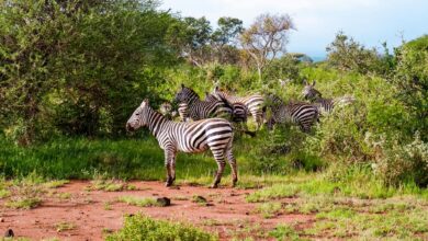 Wide open savanna landscape in Kenya under a bright blue sky