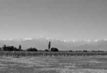 Rows of grapevines stretching toward snow-capped Andes mountains in Mendoza wine country