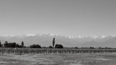 Rows of grapevines stretching toward snow-capped Andes mountains in Mendoza wine country