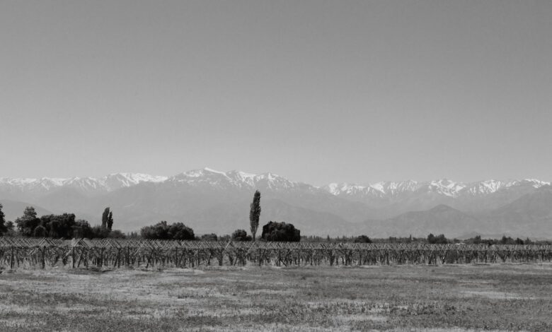 Rows of grapevines stretching toward snow-capped Andes mountains in Mendoza wine country