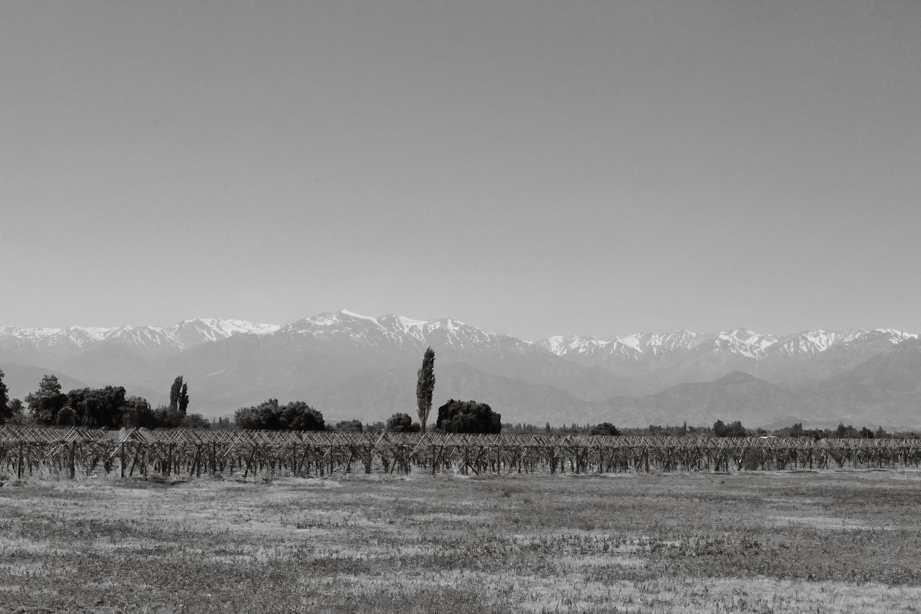 Rows of grapevines stretching toward snow-capped Andes mountains in Mendoza wine country