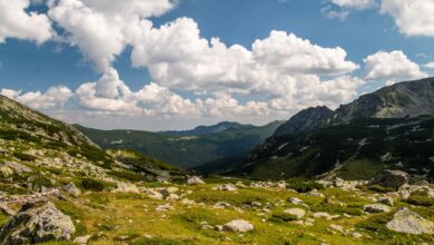 Lush alpine meadow with mountain peaks in the background under a partly cloudy sky