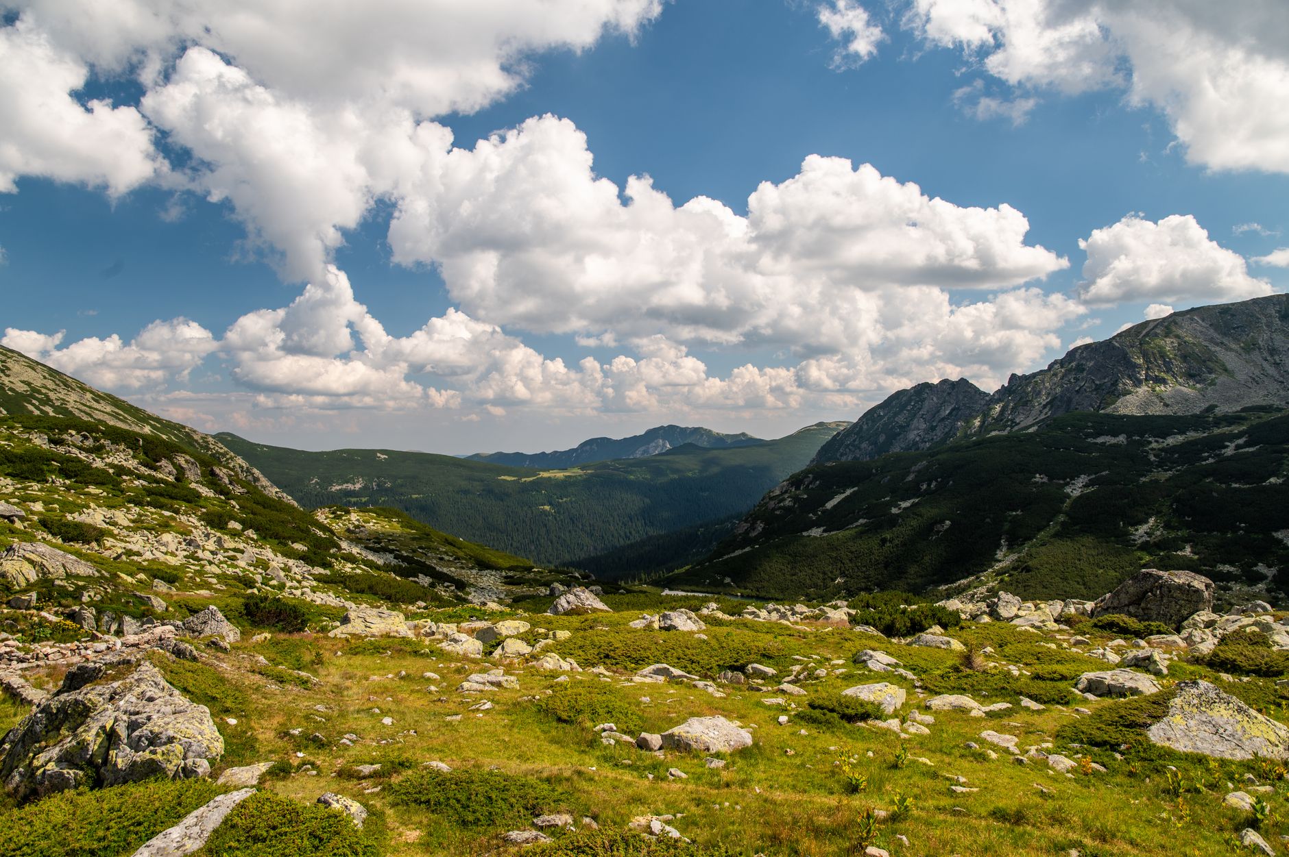 Lush alpine meadow with mountain peaks in the background under a partly cloudy sky