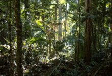 Thick green forest canopy in Bwindi Impenetrable Forest, Uganda