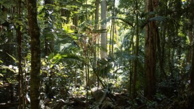 Thick green forest canopy in Bwindi Impenetrable Forest, Uganda