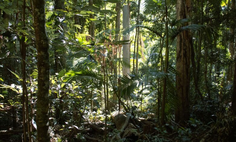 Thick green forest canopy in Bwindi Impenetrable Forest, Uganda
