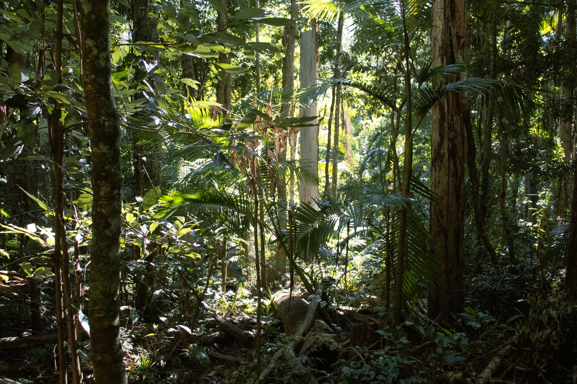 Thick green forest canopy in Bwindi Impenetrable Forest, Uganda
