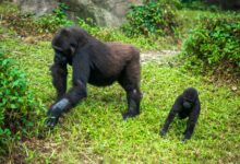 A mountain gorilla resting among dense green vegetation in Volcanoes National Park, Rwanda