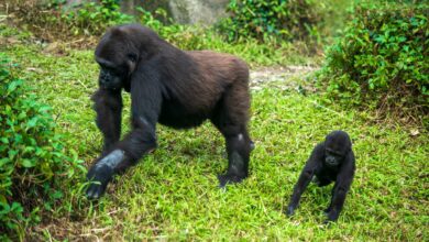 A mountain gorilla resting among dense green vegetation in Volcanoes National Park, Rwanda