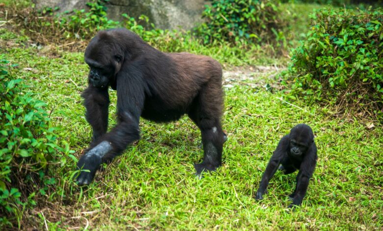 A mountain gorilla resting among dense green vegetation in Volcanoes National Park, Rwanda