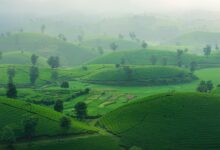 Lush green tea plantation covering rolling hills in Sri Lanka's central highlands