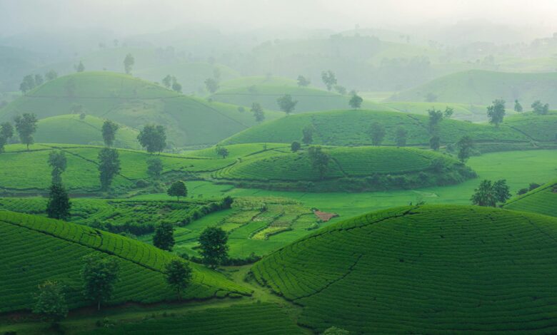 Lush green tea plantation covering rolling hills in Sri Lanka's central highlands