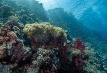 Pristine coral reef teeming with colorful fish in clear tropical waters