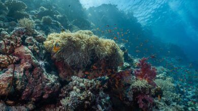 Pristine coral reef teeming with colorful fish in clear tropical waters