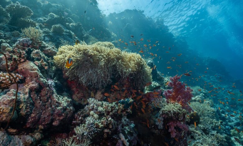 Pristine coral reef teeming with colorful fish in clear tropical waters