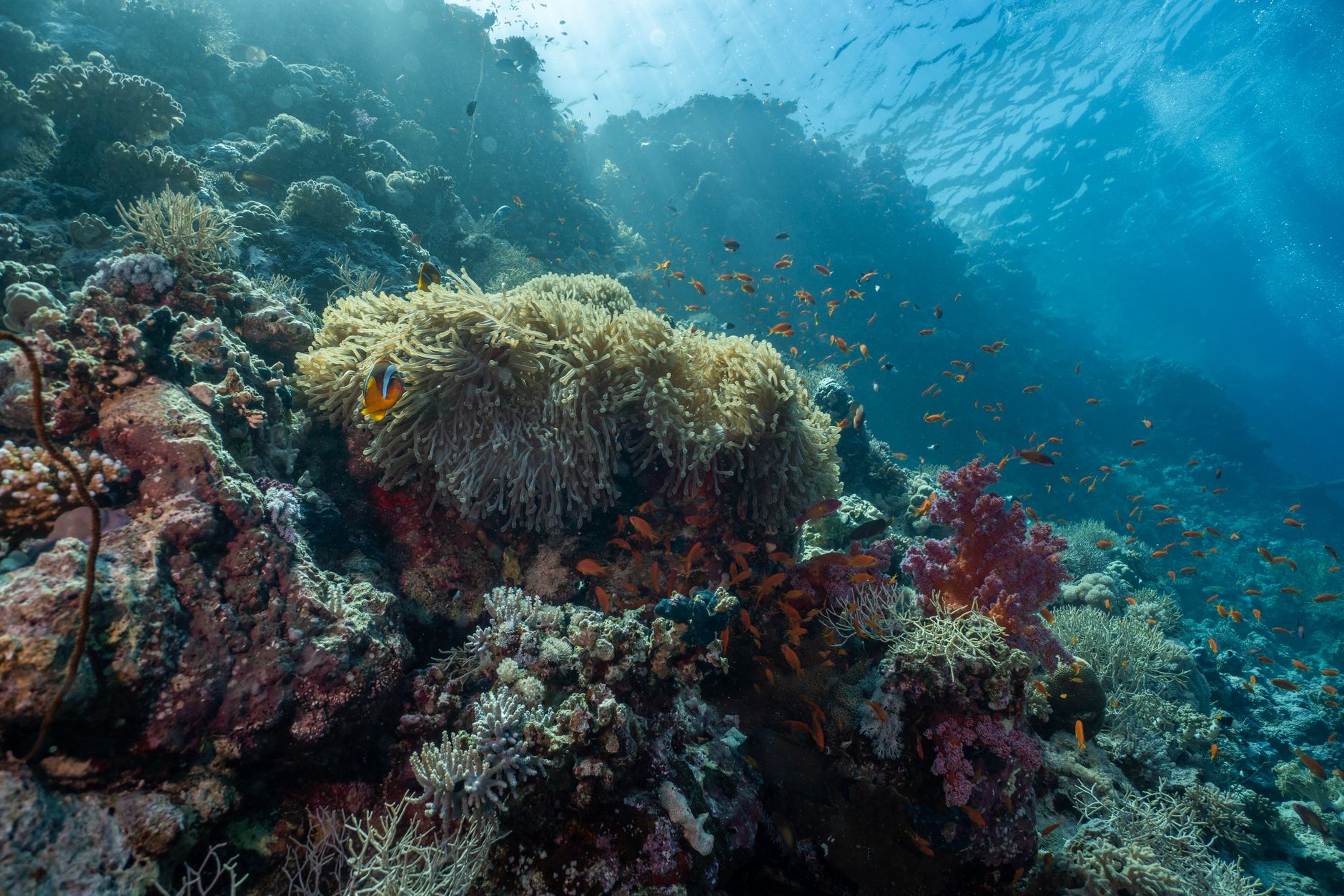 Pristine coral reef teeming with colorful fish in clear tropical waters