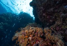 Vibrant coral reef underwater with clear blue water and tropical fish