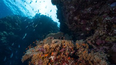 Vibrant coral reef underwater with clear blue water and tropical fish