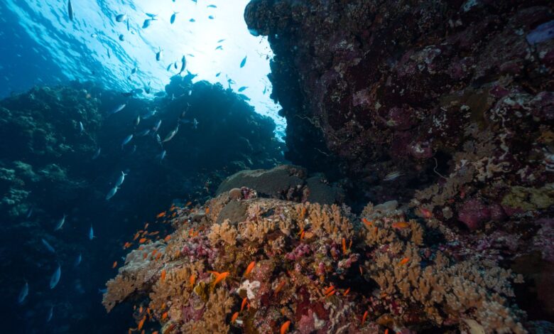 Vibrant coral reef underwater with clear blue water and tropical fish