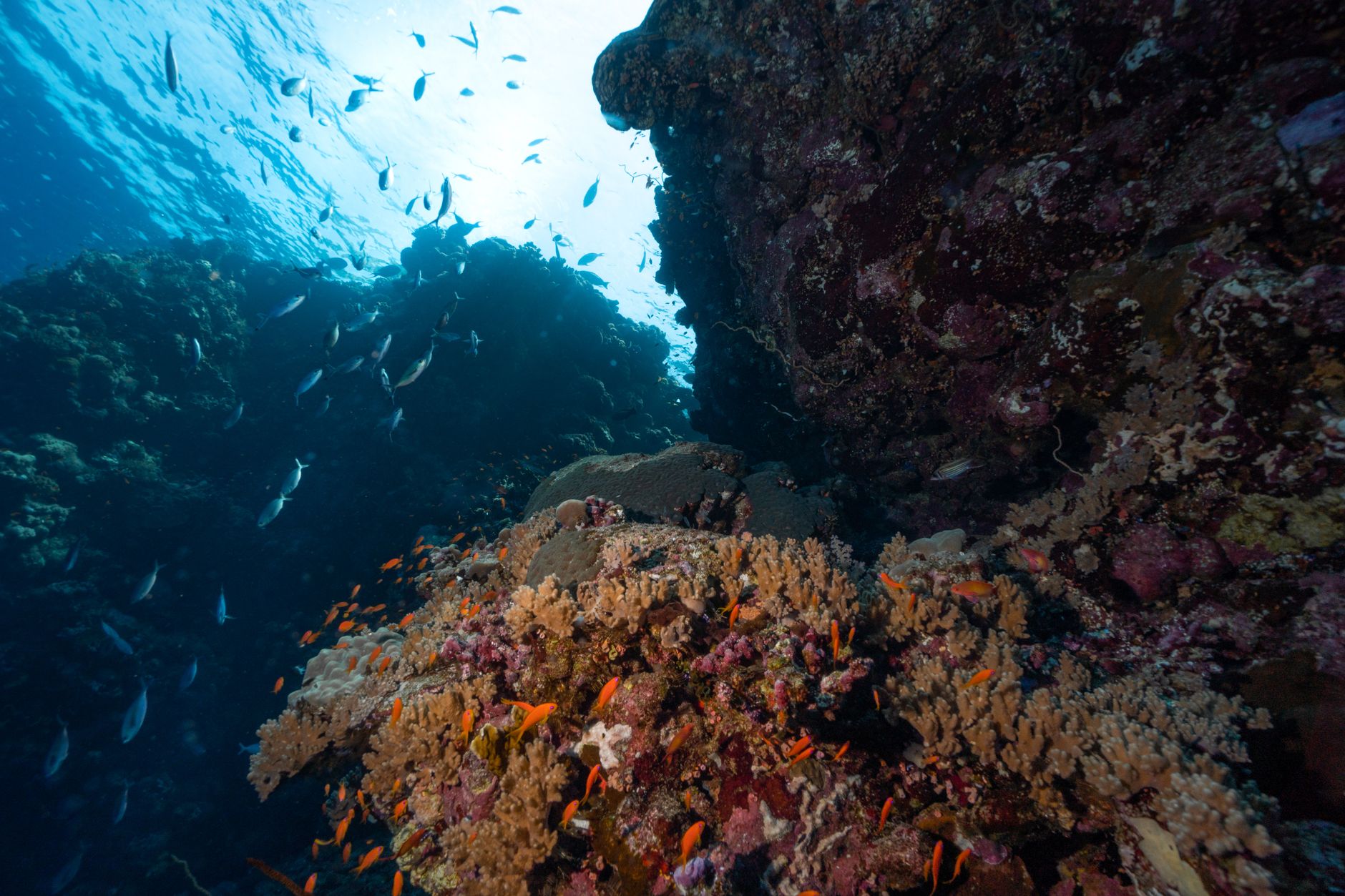 Vibrant coral reef underwater with clear blue water and tropical fish