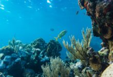 Shallow coral garden in clear turquoise water with diverse reef formations visible from the surface