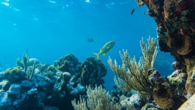 Shallow coral garden in clear turquoise water with diverse reef formations visible from the surface