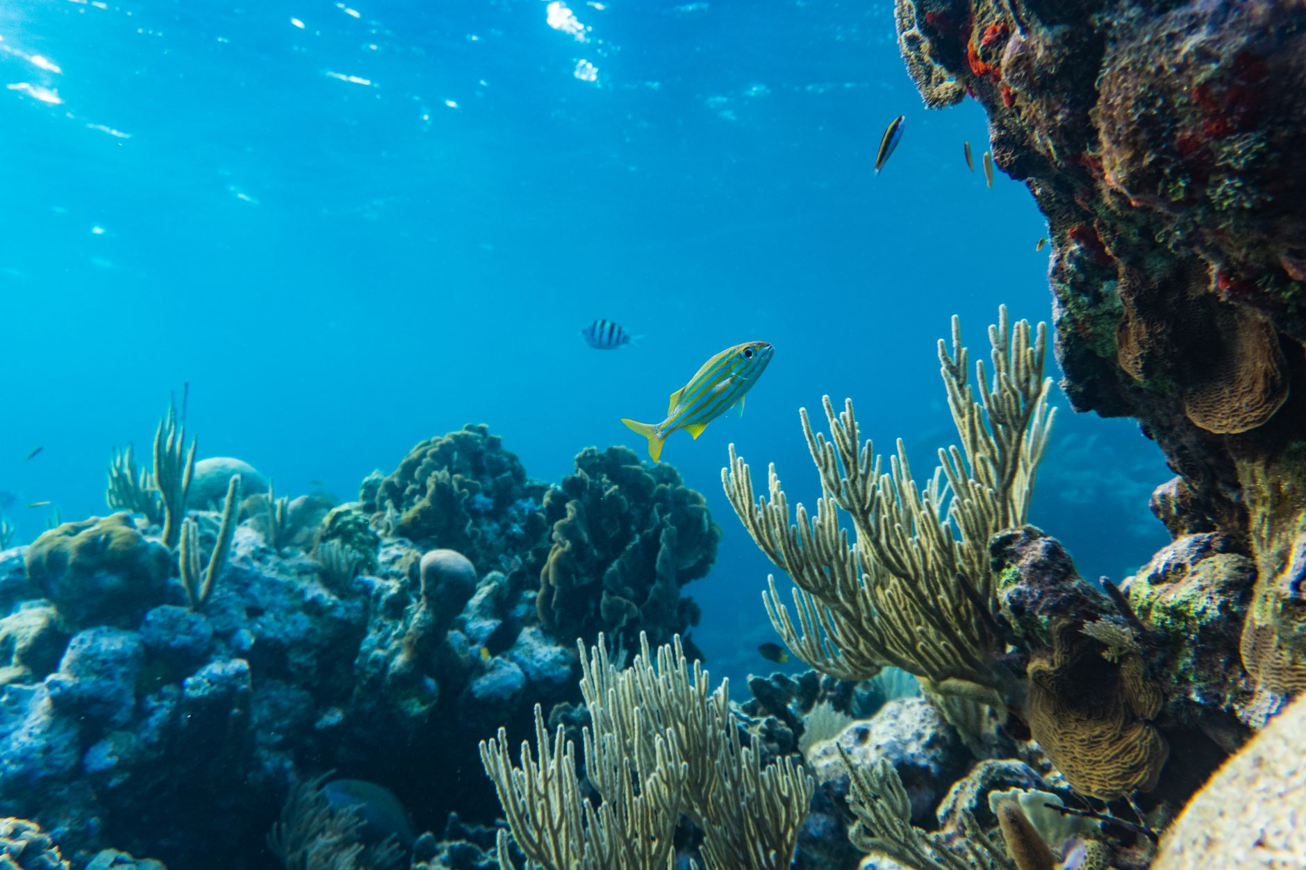 Shallow coral garden in clear turquoise water with diverse reef formations visible from the surface
