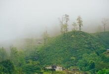 Lush green coffee plantation on rolling Colombian hillsides under morning cloud cover