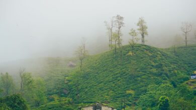 Lush green coffee plantation on rolling Colombian hillsides under morning cloud cover
