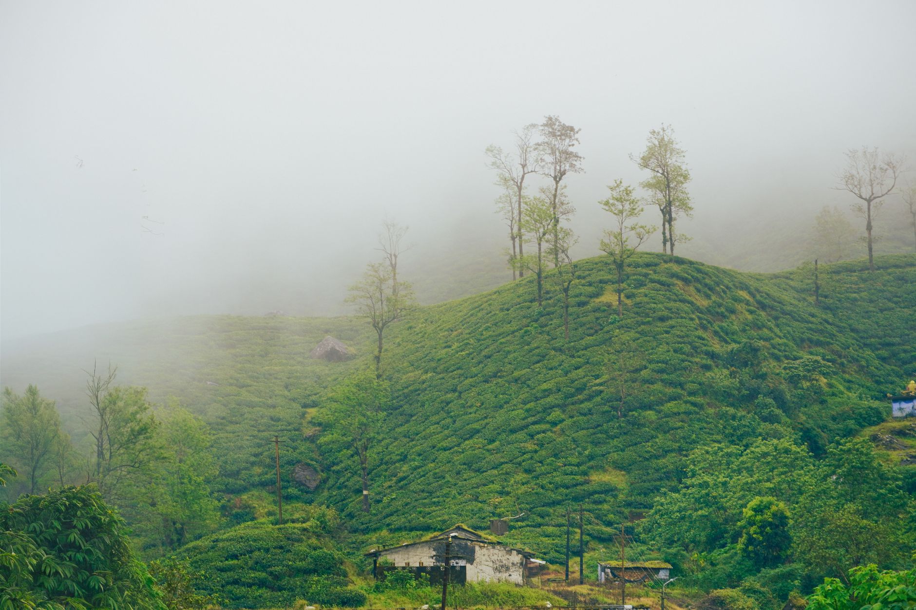 Lush green coffee plantation on rolling Colombian hillsides under morning cloud cover