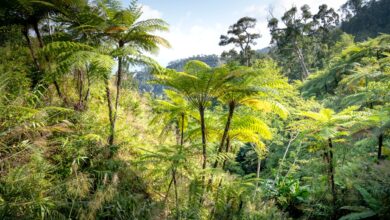 Dense tropical rainforest canopy in Southeast Asia viewed from below