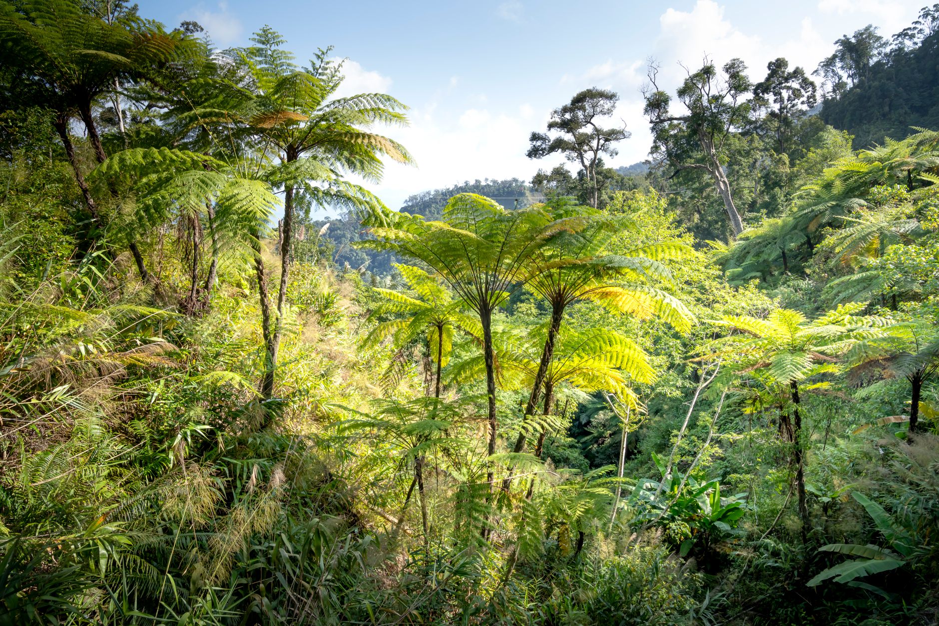 Dense tropical rainforest canopy in Southeast Asia viewed from below