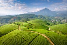 Rolling green tea plantation hillsides in Sri Lanka's central highlands with mist in the valleys
