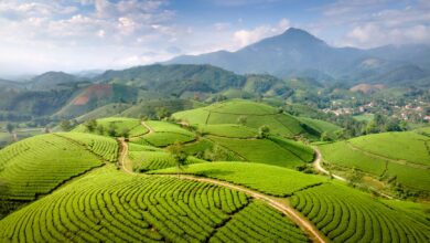 Rolling green tea plantation hillsides in Sri Lanka's central highlands with mist in the valleys