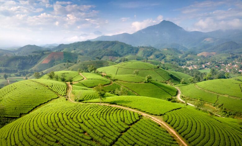 Rolling green tea plantation hillsides in Sri Lanka's central highlands with mist in the valleys