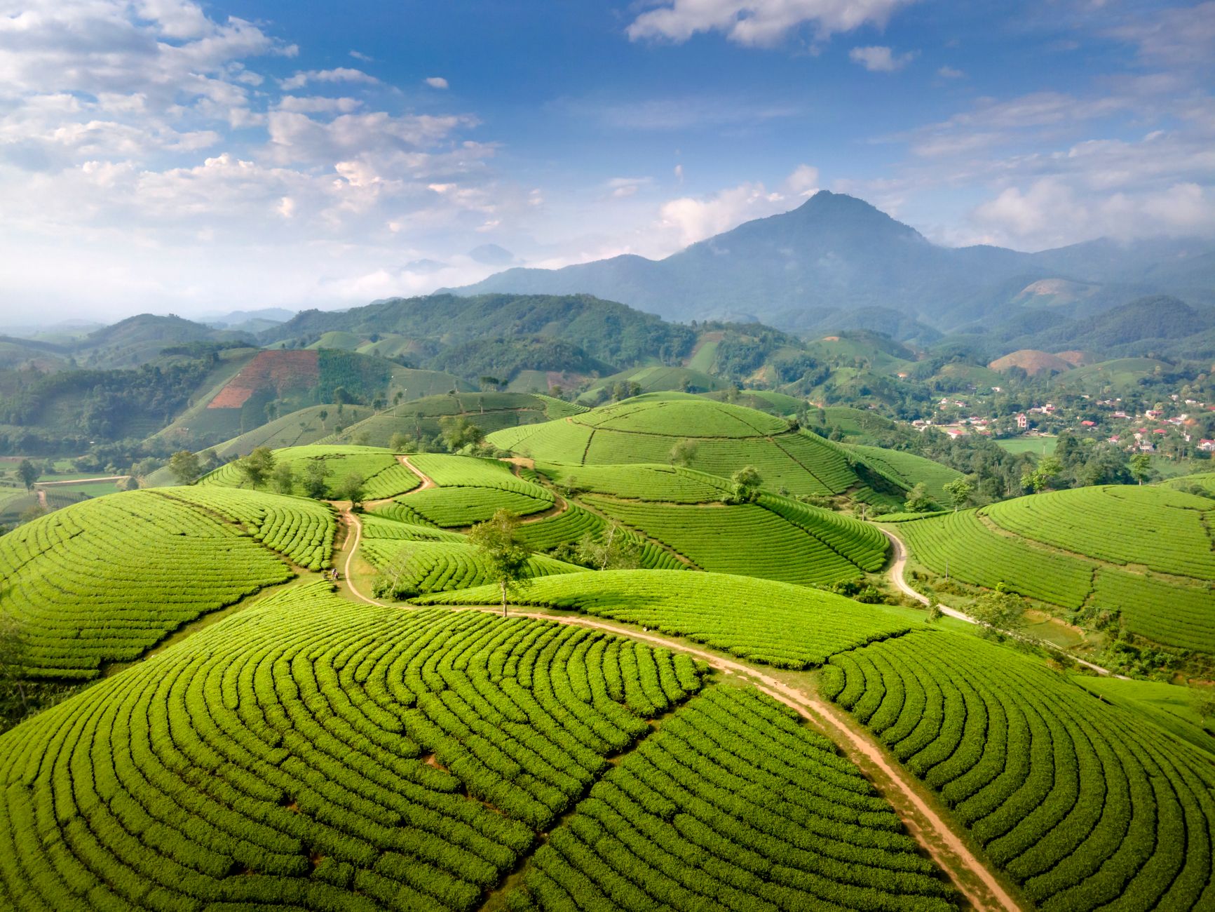 Rolling green tea plantation hillsides in Sri Lanka's central highlands with mist in the valleys