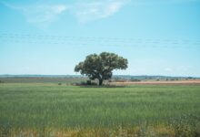 Wide open plains in the Alentejo region of Portugal with golden fields and cork oak trees under a blue sky