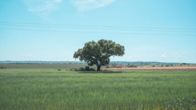 Wide open plains in the Alentejo region of Portugal with golden fields and cork oak trees under a blue sky