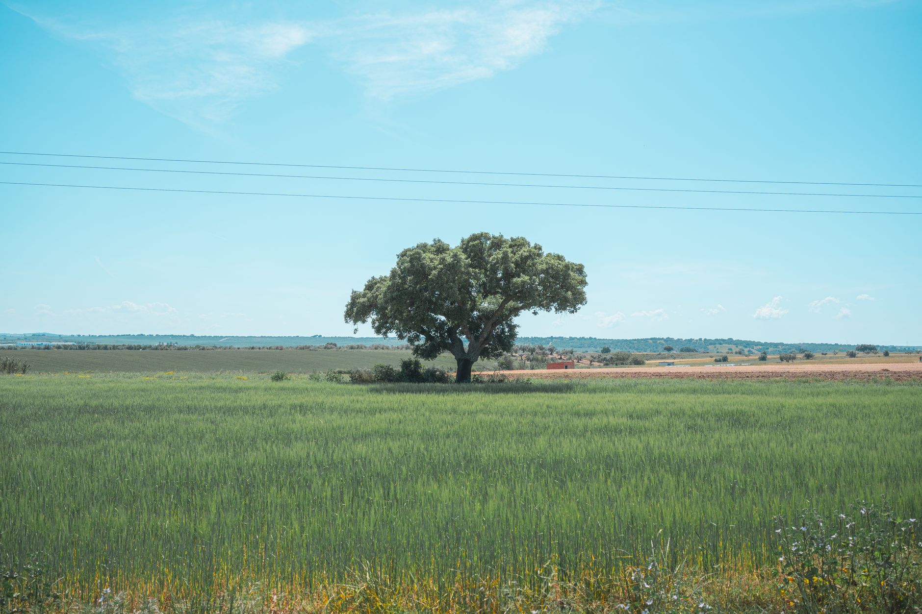 Wide open plains in the Alentejo region of Portugal with golden fields and cork oak trees under a blue sky