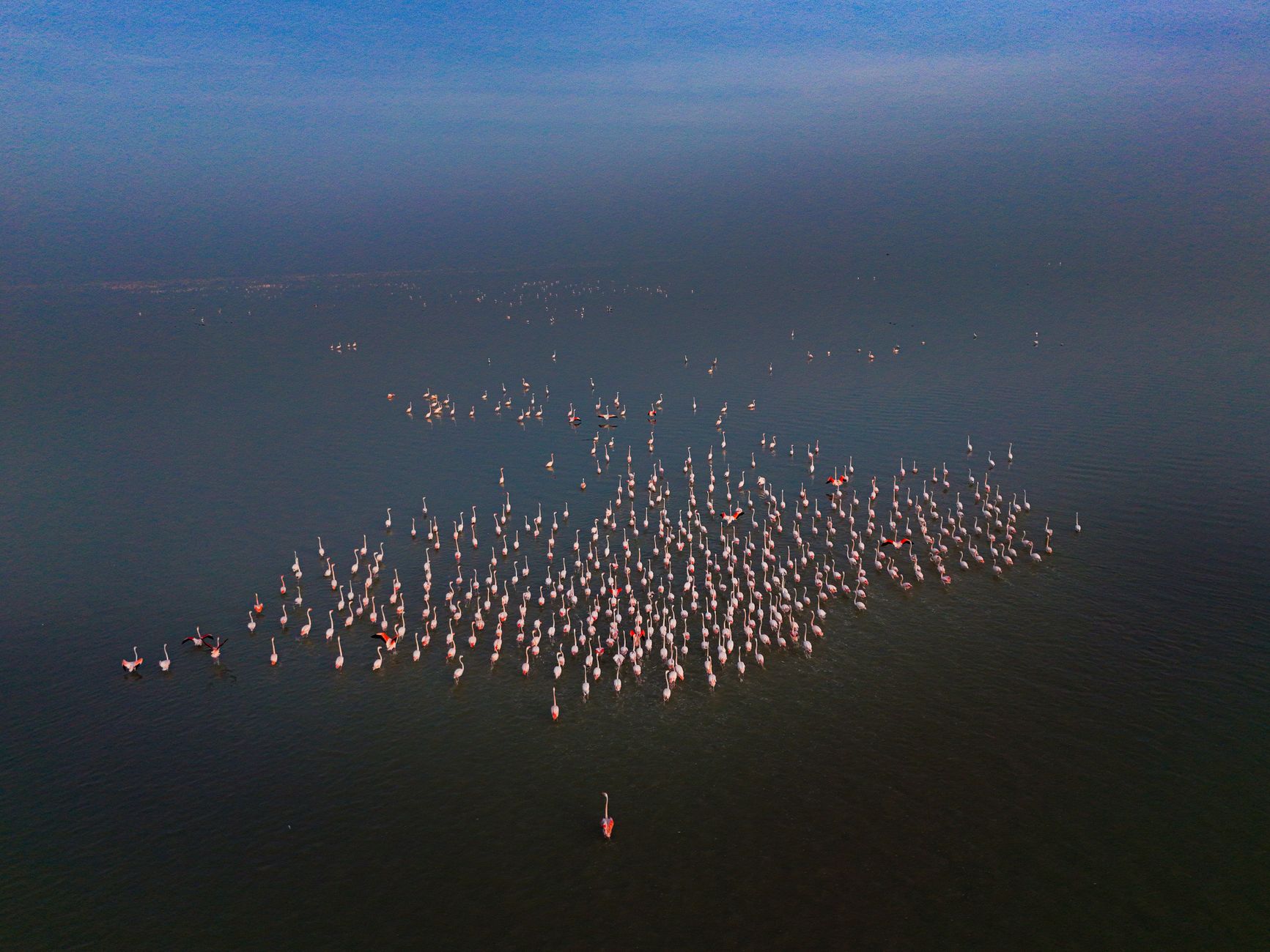 Pink flamingos wading in a high-altitude saline lagoon surrounded by desert terrain