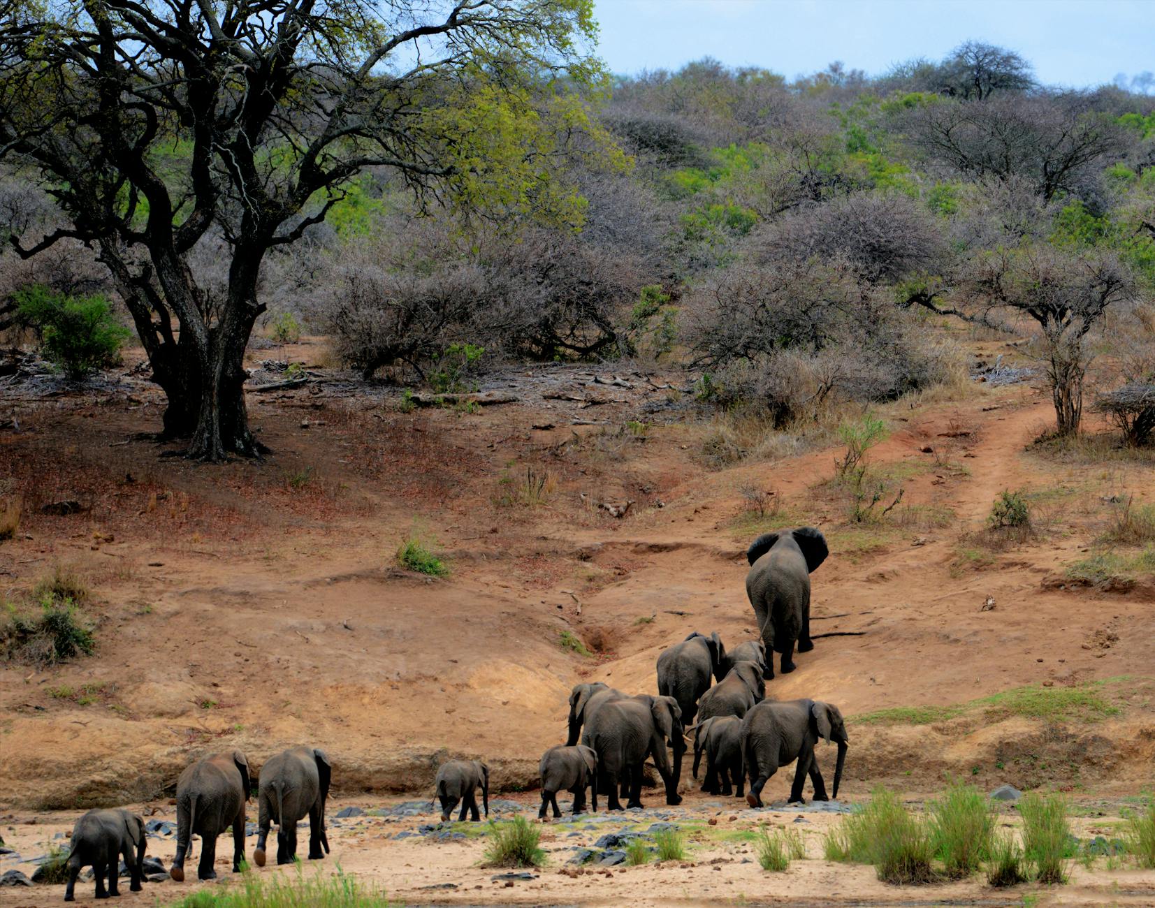A herd of African elephants moving across a dry grassland