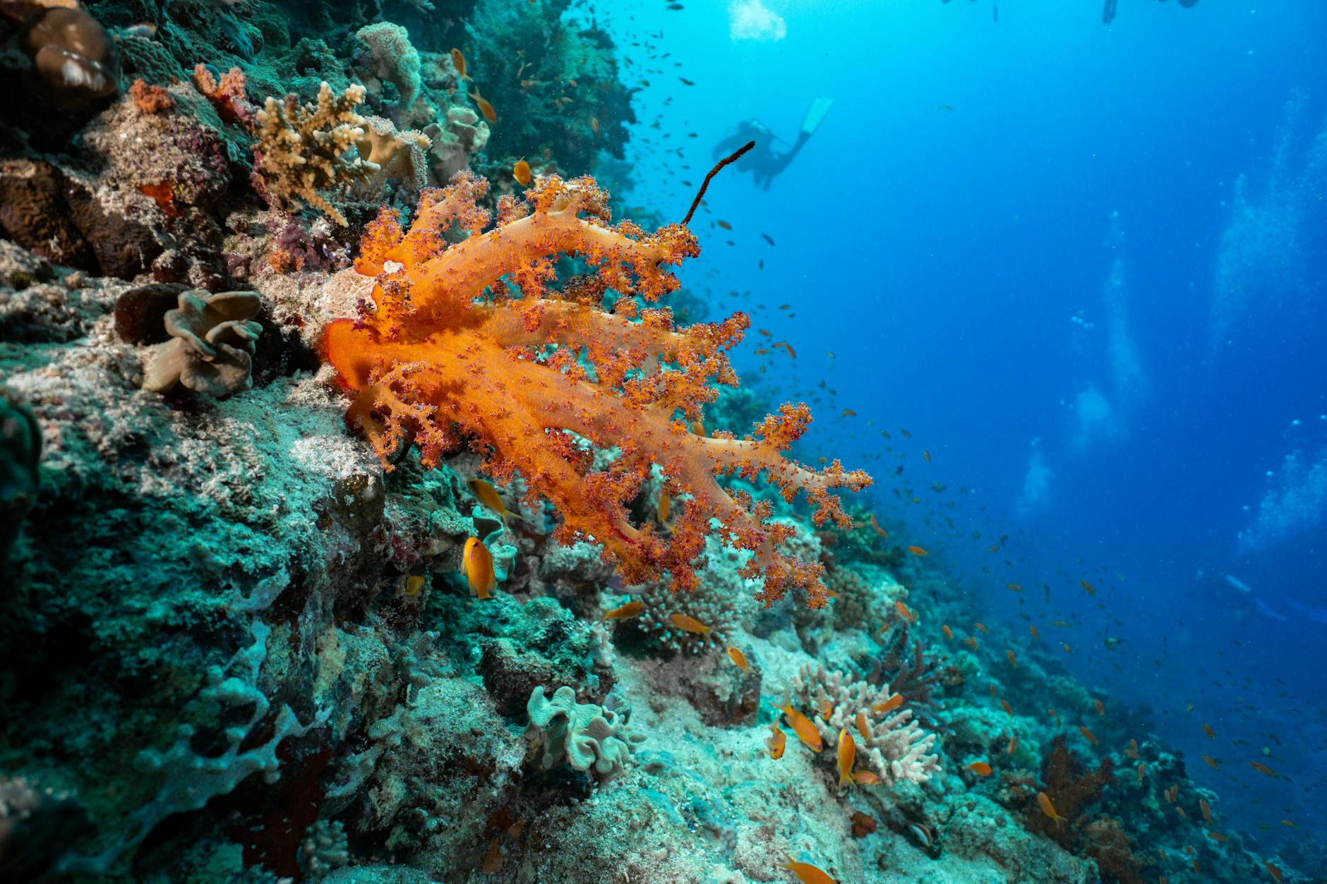 Diver exploring a shallow coral reef in warm clear water