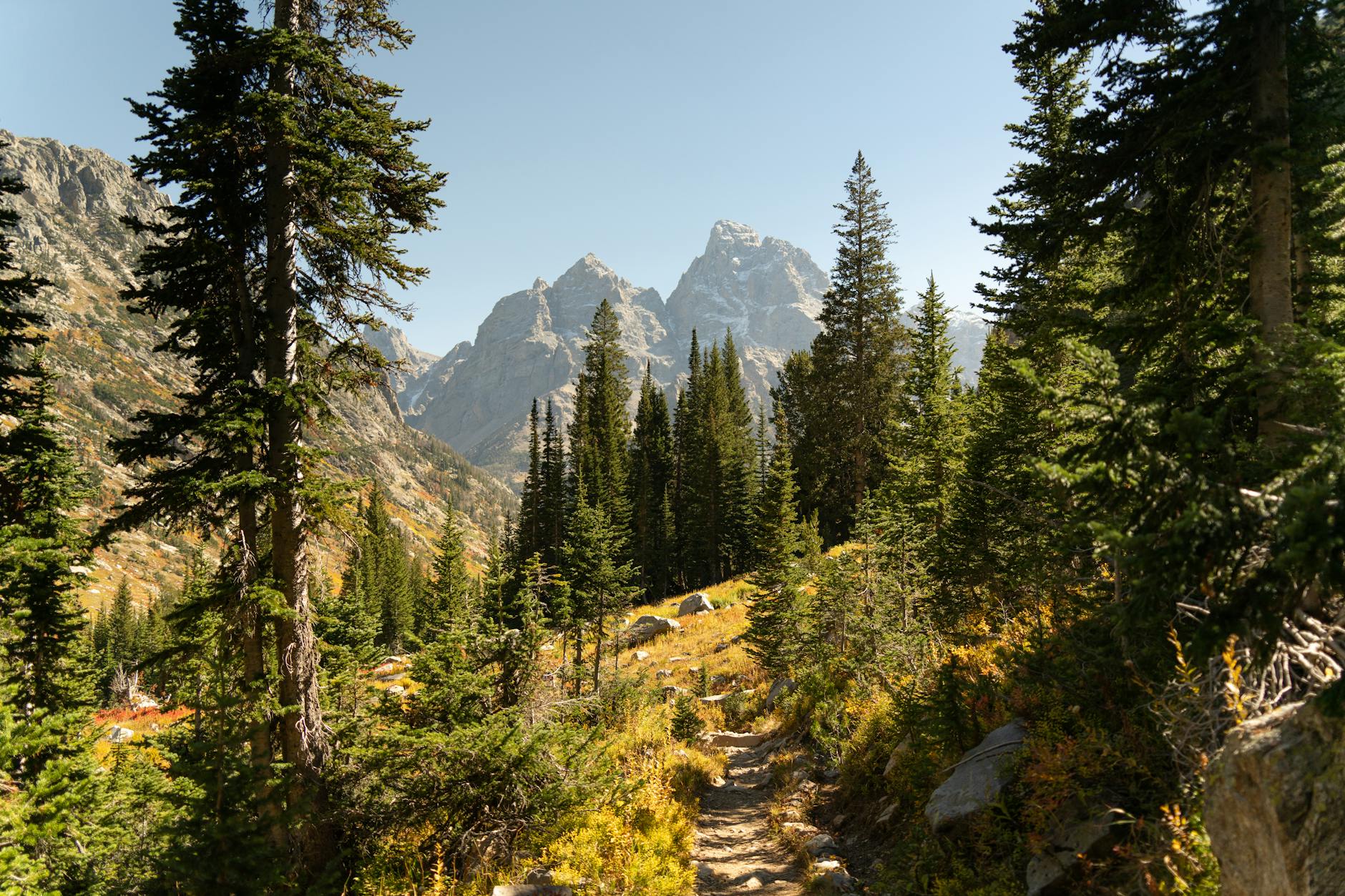 Hikers on a steep mountain trail with dense forest and rocky ridgeline above