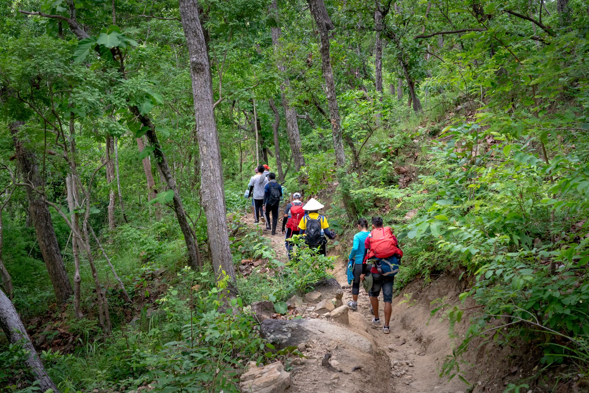 Hikers moving through dense tropical forest on a wildlife trekking excursion