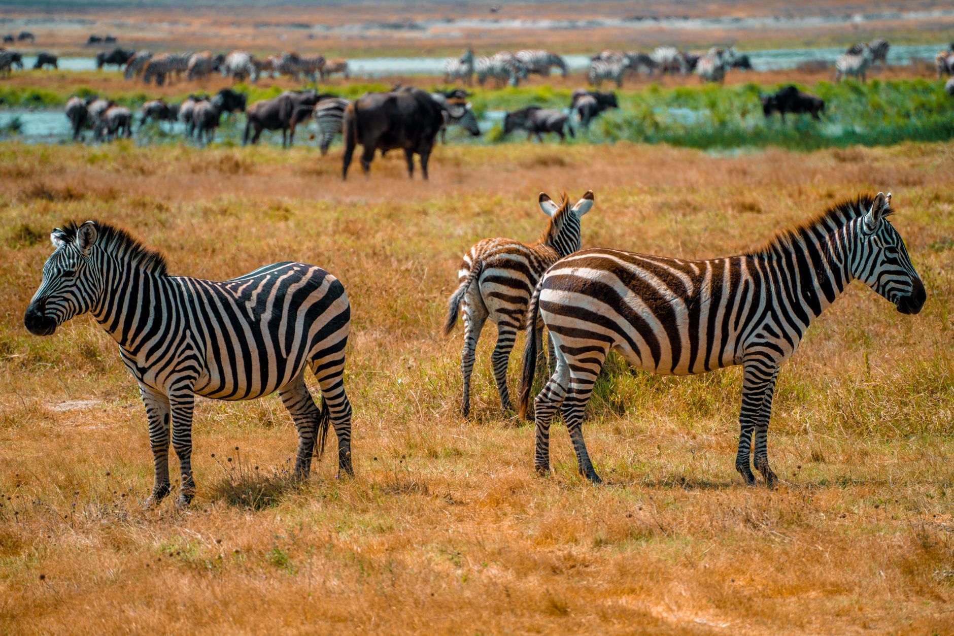 Large herd of zebras moving across open grassland near a salt pan in Africa