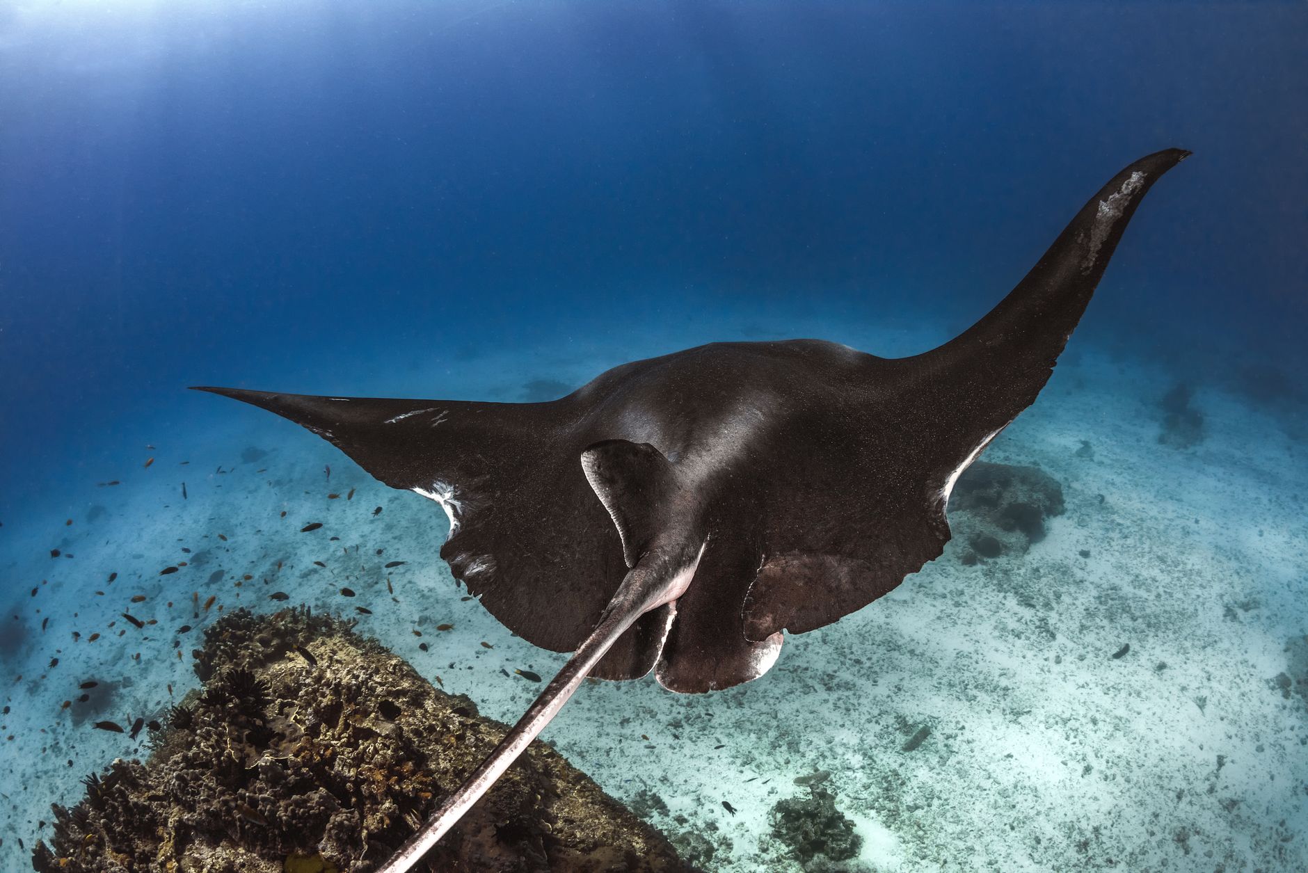 Manta ray gliding through open ocean water near a reef