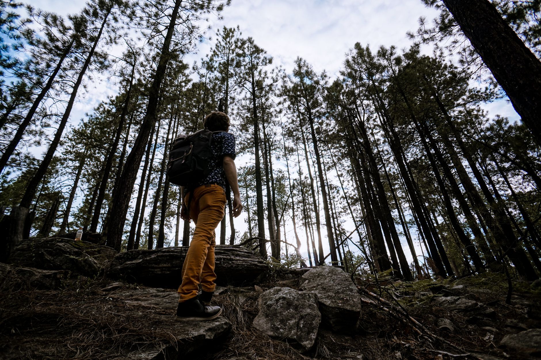 Hiker walking through dense pine forest on a mountain trail in soft morning light